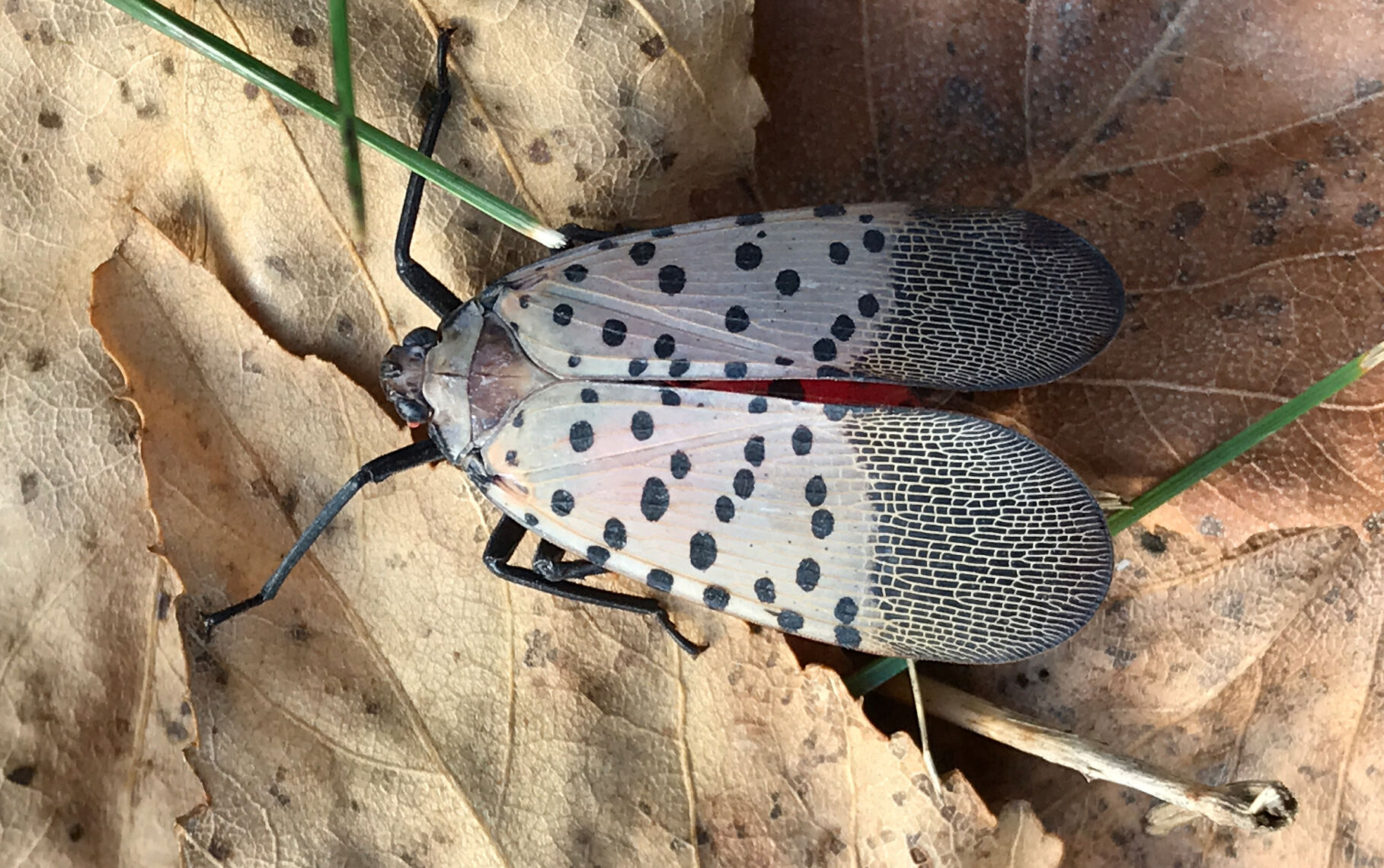 Lantern Fly 3.jpg